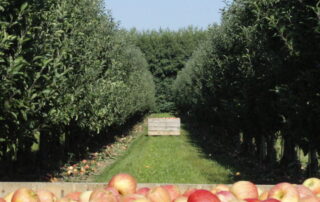 bon fruit la pomme