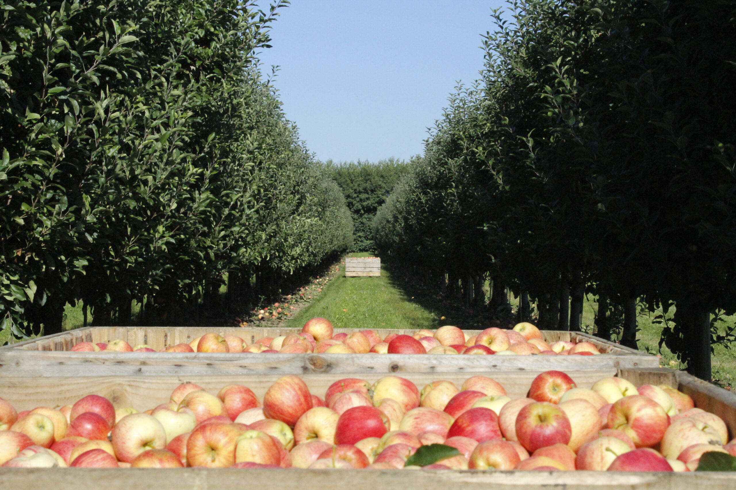 bon fruit la pomme