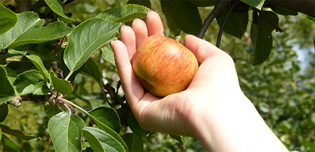 Découvrez la pomme, un fruit idéal pour la santé !