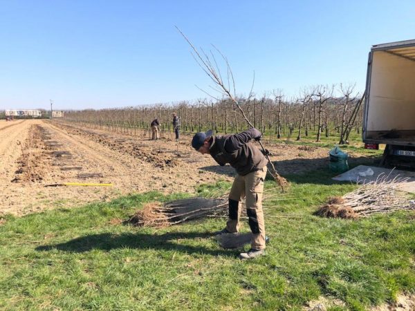 Plantation-pommier-min