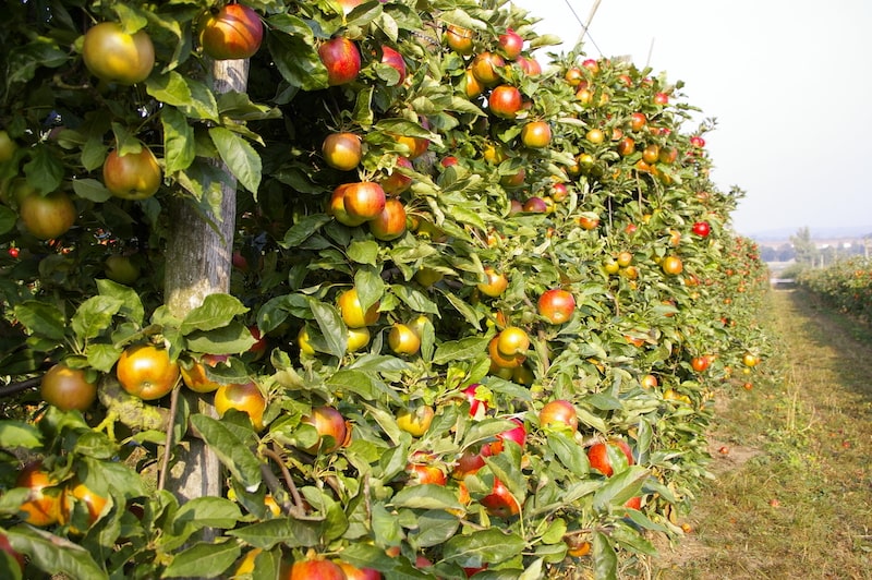 Pommiers et pommes vergers de Gally 