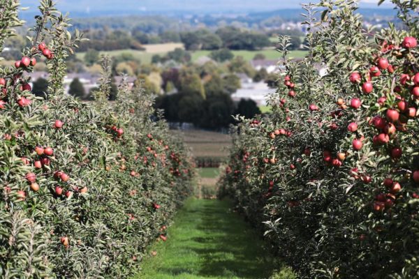 Corbeille de fruits disposée sur son lieu de travail