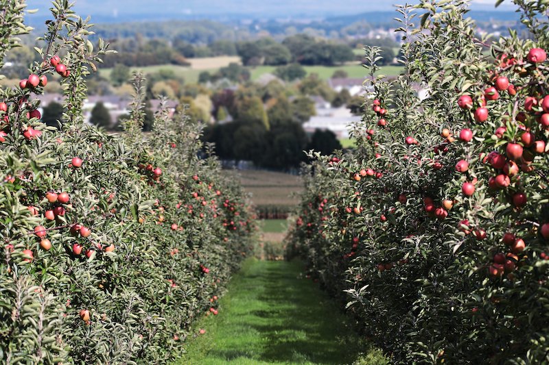 La corbeille de fruits frais de saison des Vergers de Gally