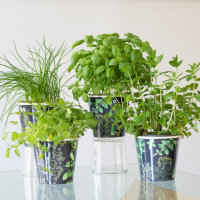 herbes aromatiques