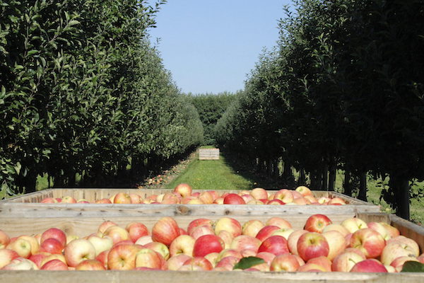 récolte de pommes locales IDF