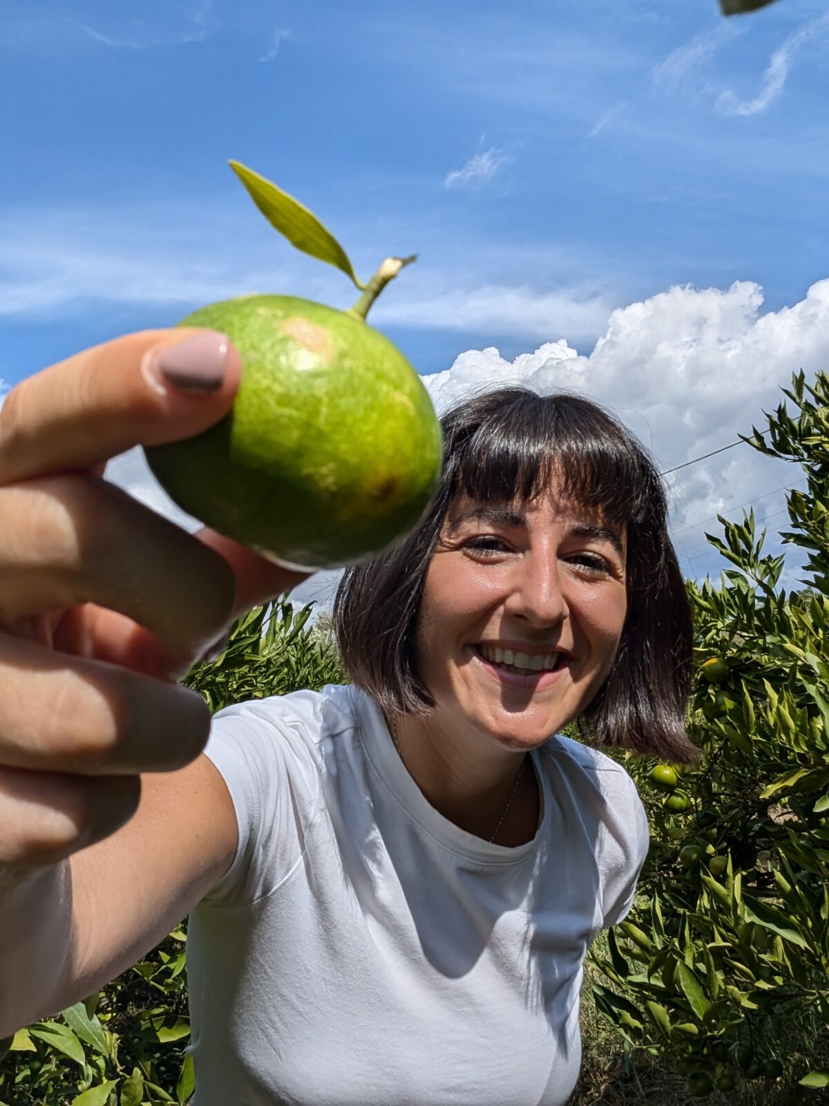 La Mandarine Satsuma, un Agrume Précieux et Original pour l'Automne