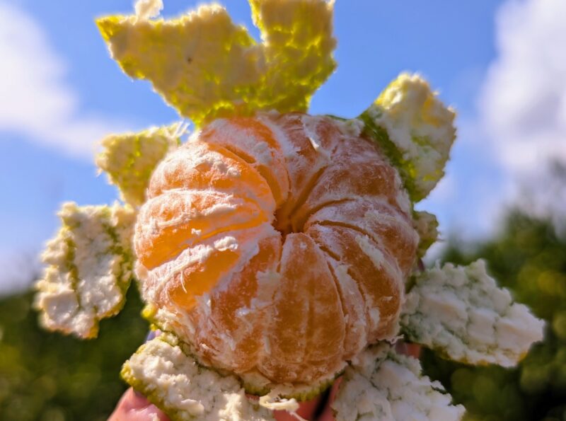 Satsuma-1.jpg coupé pour wordpress